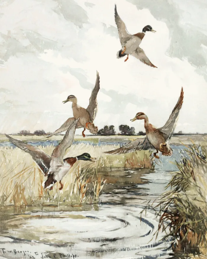 Mallards in Flight