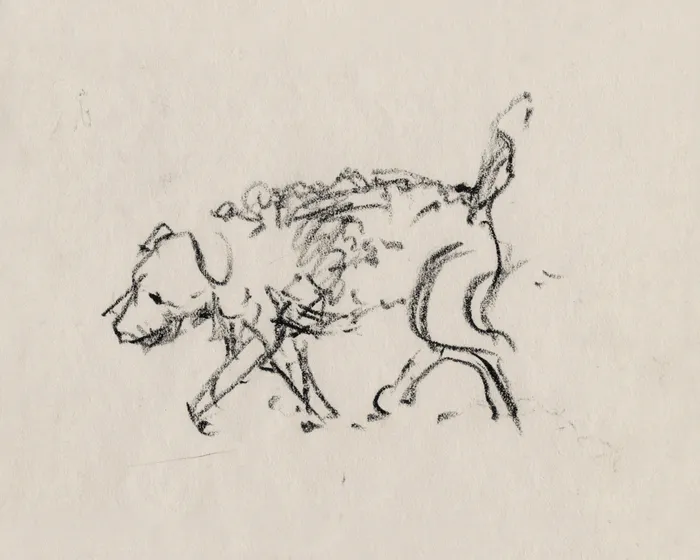 Dog Sketch