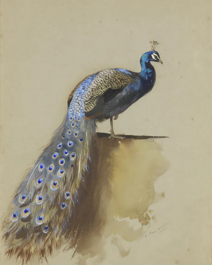 The Peacock